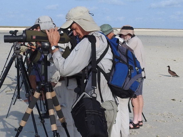 Curious Brown Booby joins the wader paparazzi